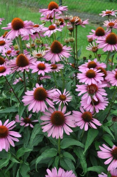 G2496 Echinacea Purpurea 'magnus' - View 10 from www redcrocus com