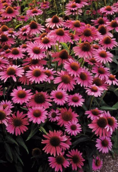G2496 Echinacea Purpurea 'magnus' - View 11 from www redcrocus com