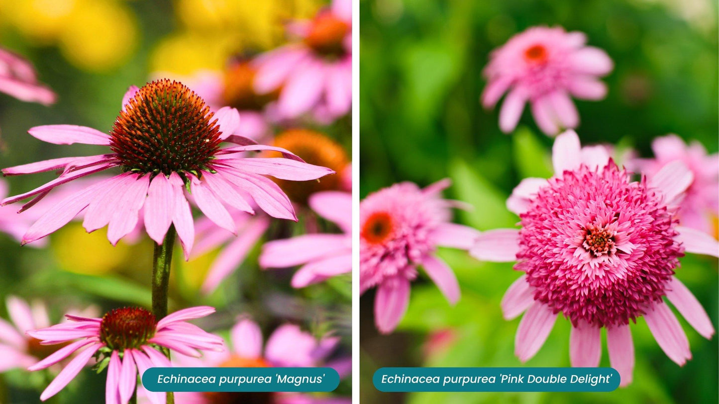 G2496 Echinacea Purpurea 'magnus' - View 13 from www redcrocus com