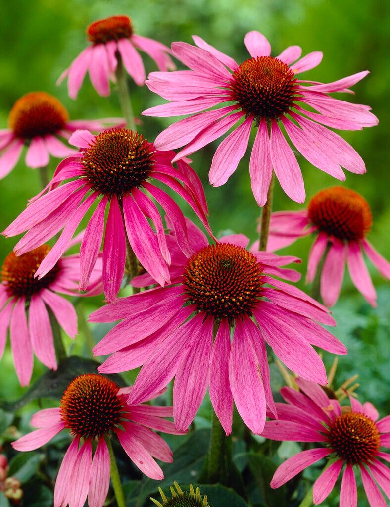 G2496 Echinacea Purpurea 'magnus' - View 14 from www redcrocus com