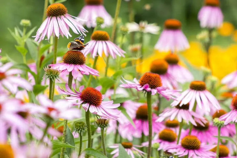G2496 Echinacea Purpurea 'magnus' - View 16 from www redcrocus com