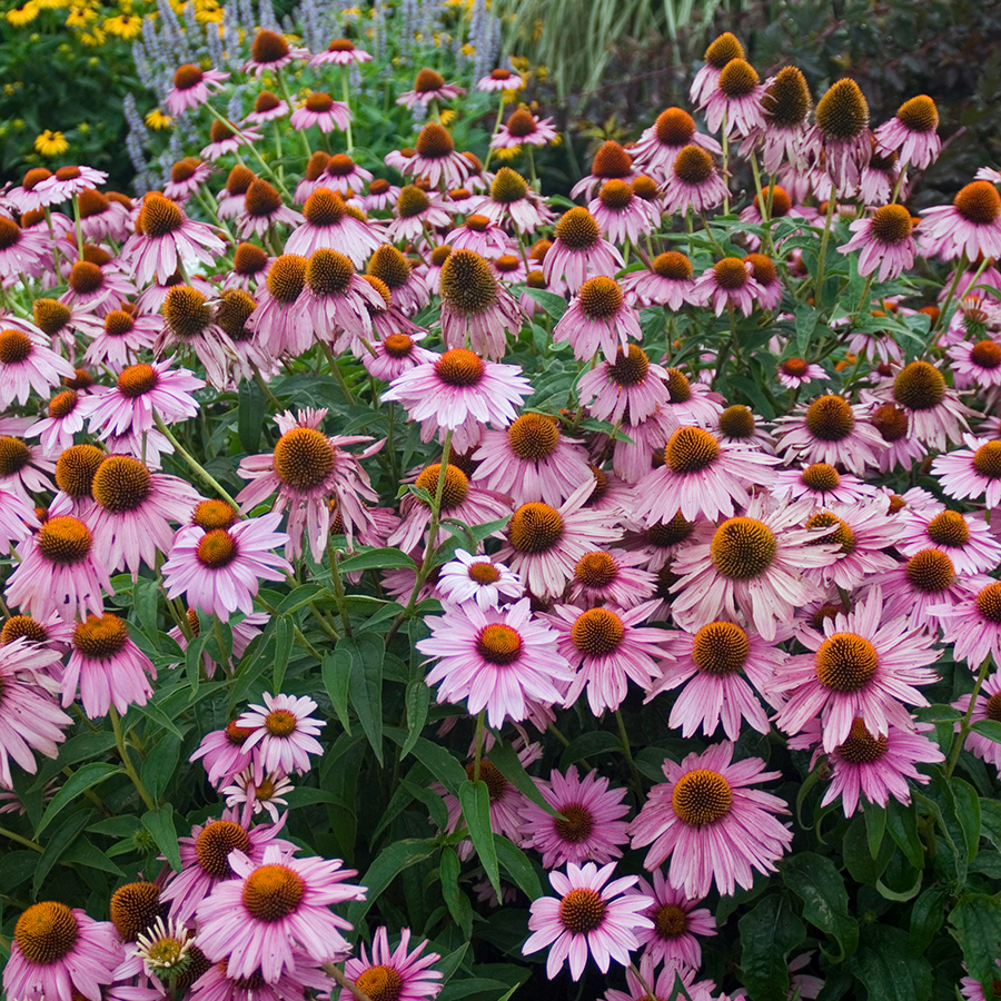 G2496 Echinacea Purpurea 'magnus' - View 17 from www redcrocus com