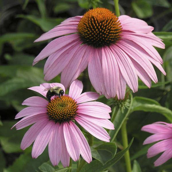 G2496 Echinacea Purpurea 'magnus' - View 18 from www redcrocus com