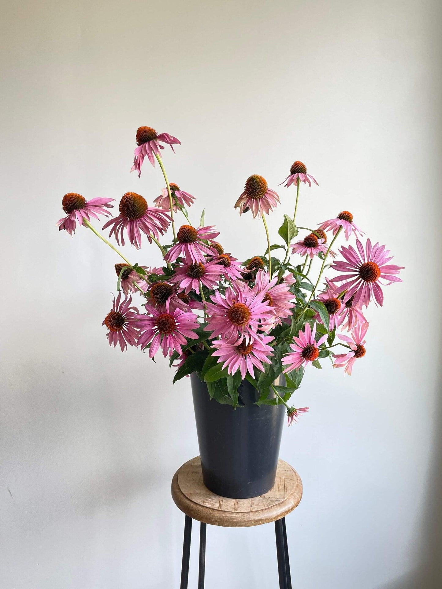 G2496 Echinacea Purpurea 'magnus' - View 19 from www redcrocus com