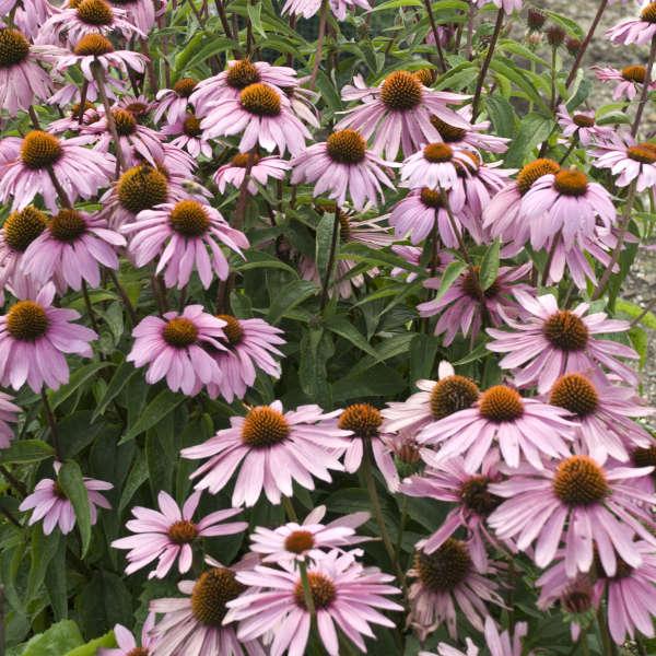 G2496 Echinacea Purpurea 'magnus' - View 1 from www redcrocus com
