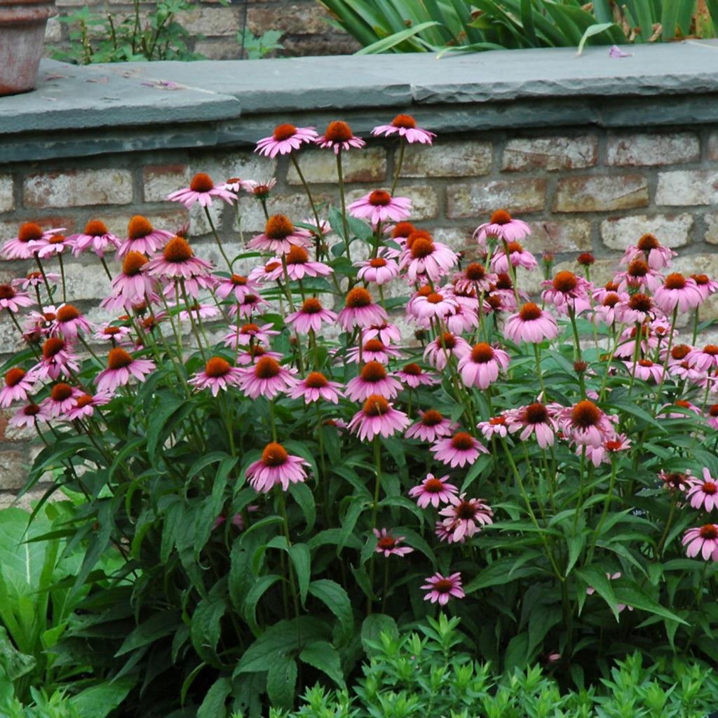 G2496 Echinacea Purpurea 'magnus' - View 21 from www redcrocus com