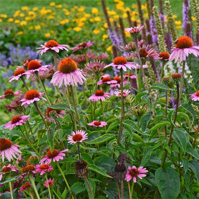 G2496 Echinacea Purpurea 'magnus' - View 24 from www redcrocus com