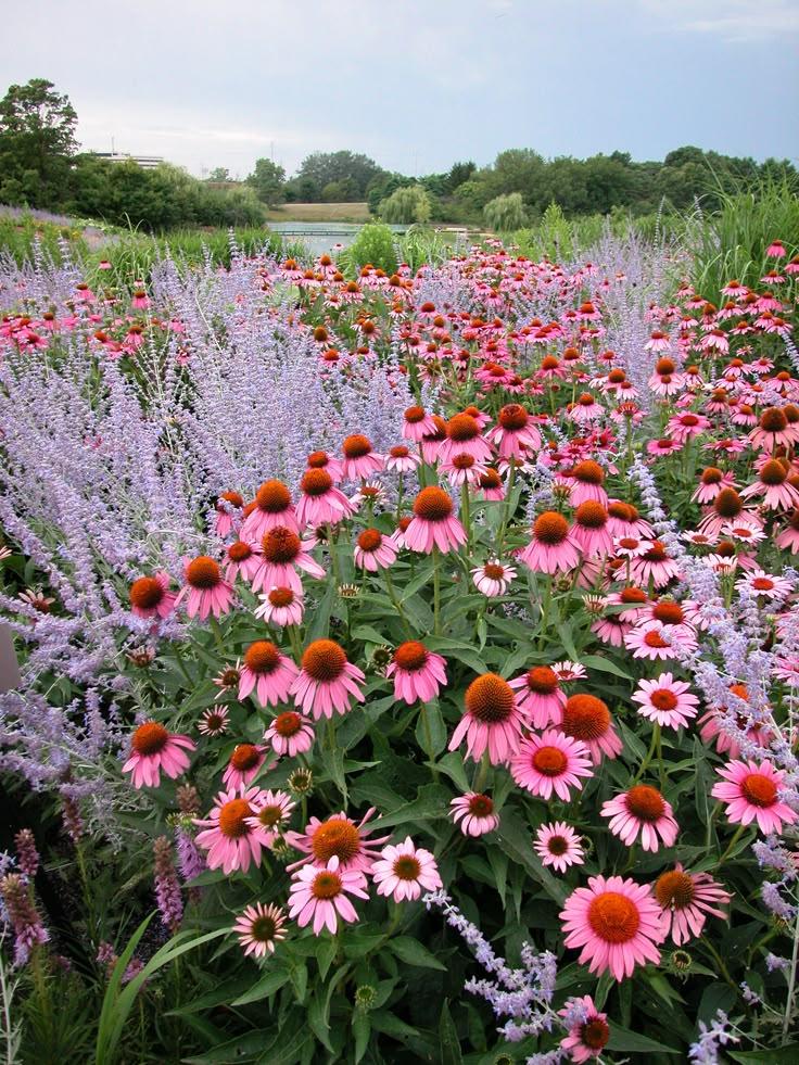 G2496 Echinacea Purpurea 'magnus' - View 26 from www redcrocus com