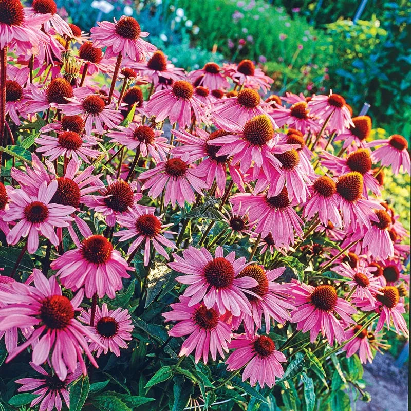 G2496 Echinacea Purpurea 'magnus' - View 27 from www redcrocus com