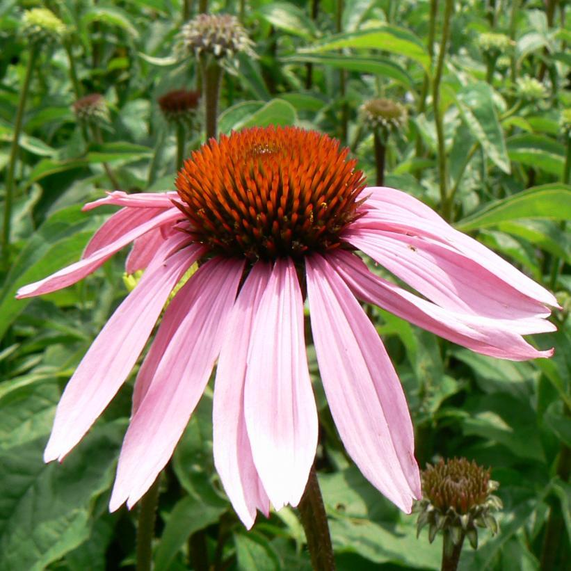G2496 Echinacea Purpurea 'magnus' - View 28 from www redcrocus com