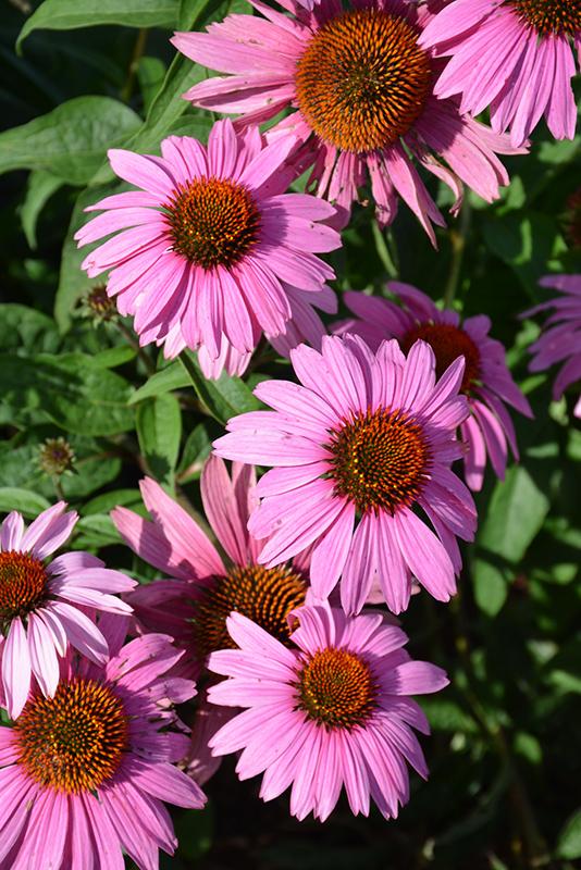 G2496 Echinacea Purpurea 'magnus' - View 29 from www redcrocus com