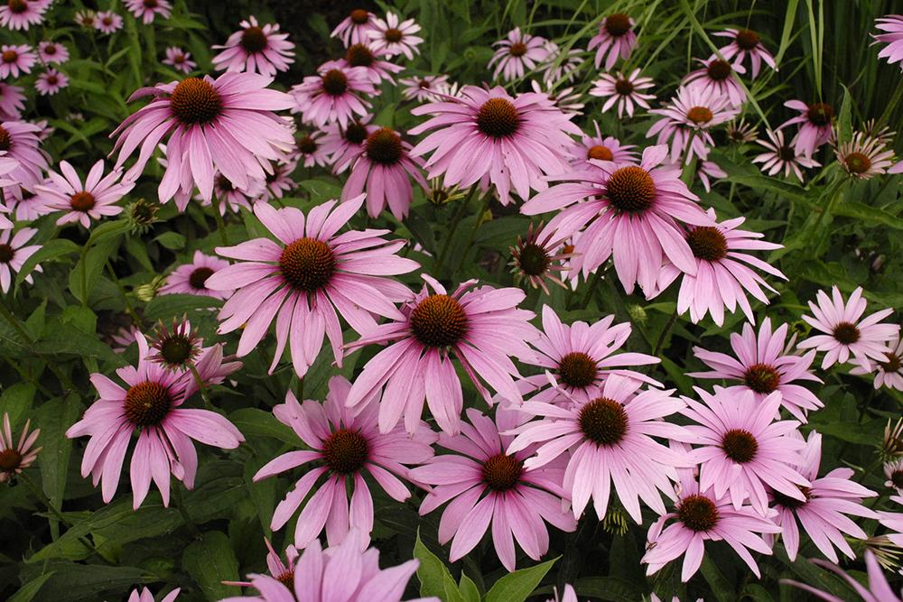 G2496 Echinacea Purpurea 'magnus' - View 2 from www redcrocus com