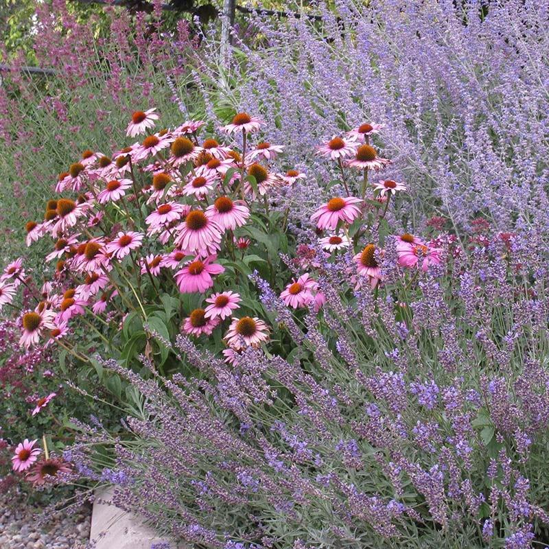 G2496 Echinacea Purpurea 'magnus' - View 30 from www redcrocus com