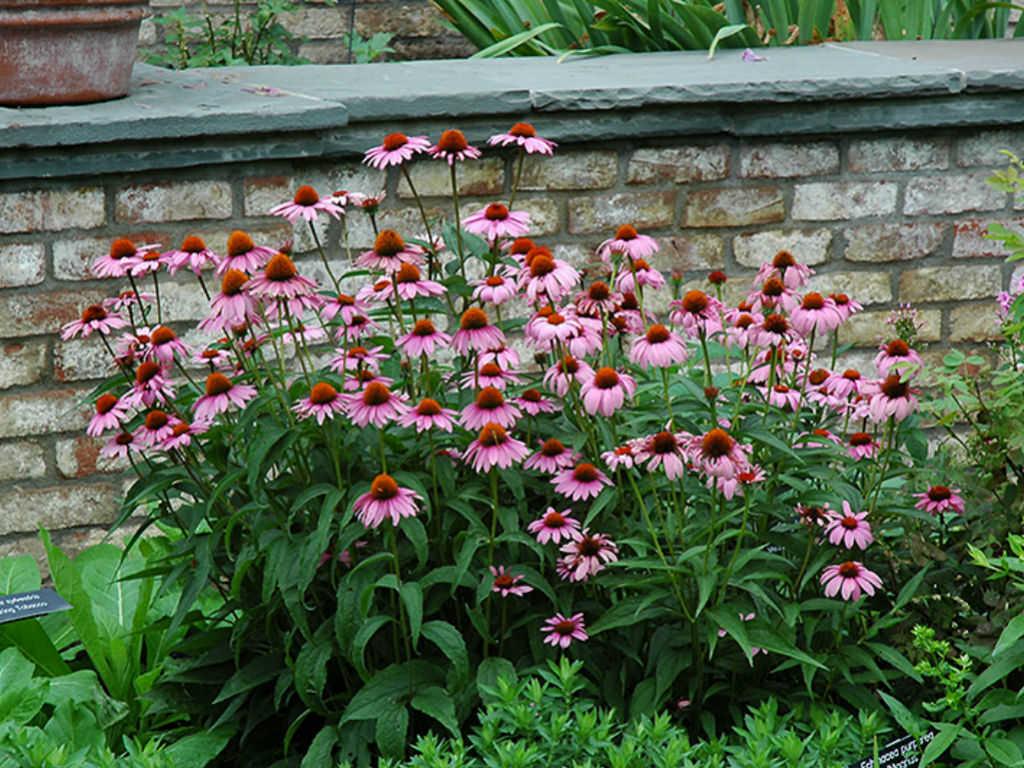 G2496 Echinacea Purpurea 'magnus' - View 31 from www redcrocus com