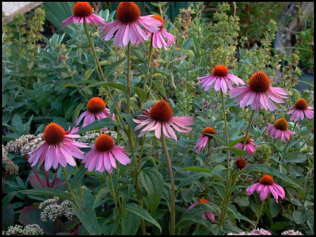G2496 Echinacea Purpurea 'magnus' - View 32 from www redcrocus com