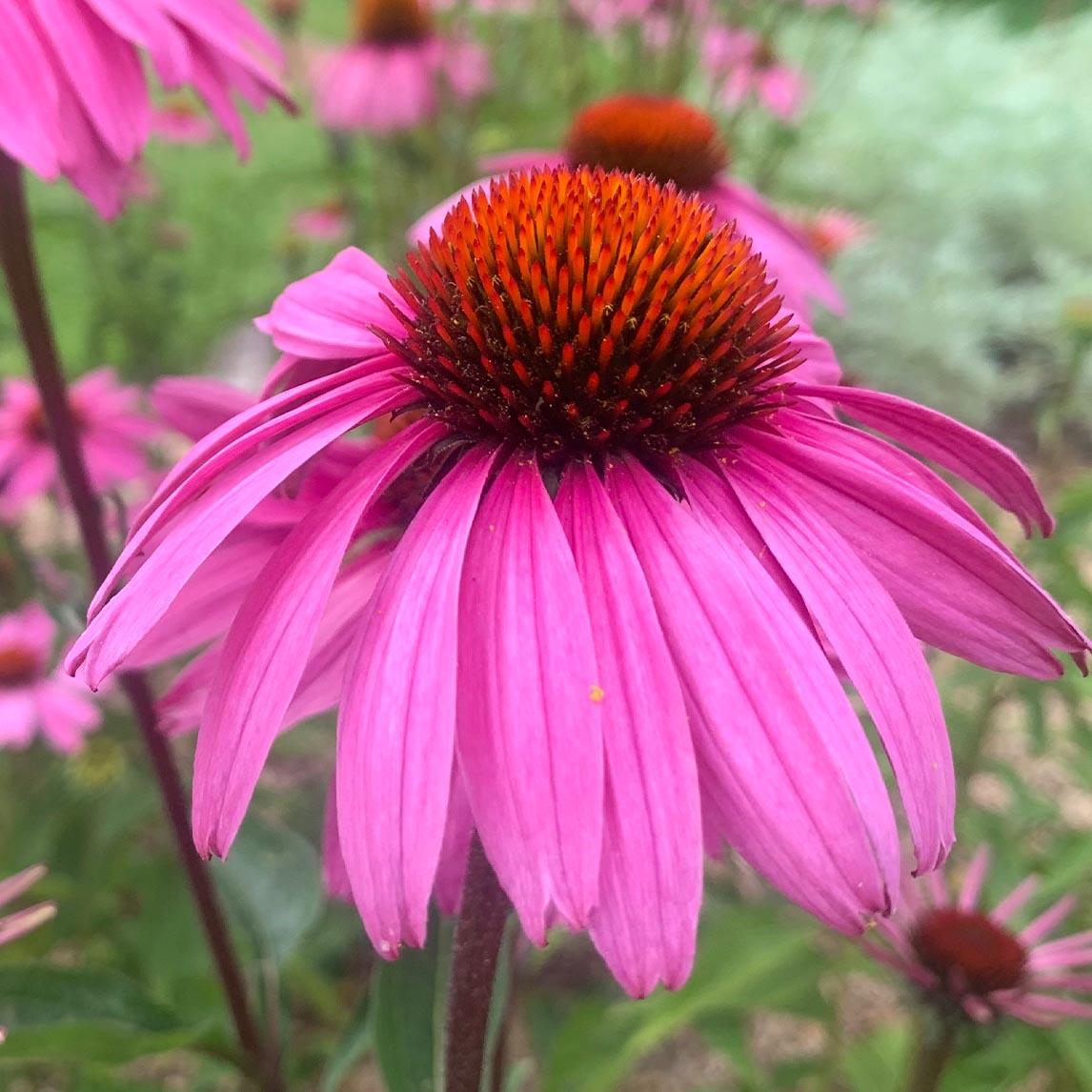 G2496 Echinacea Purpurea 'magnus' - View 34 from www redcrocus com