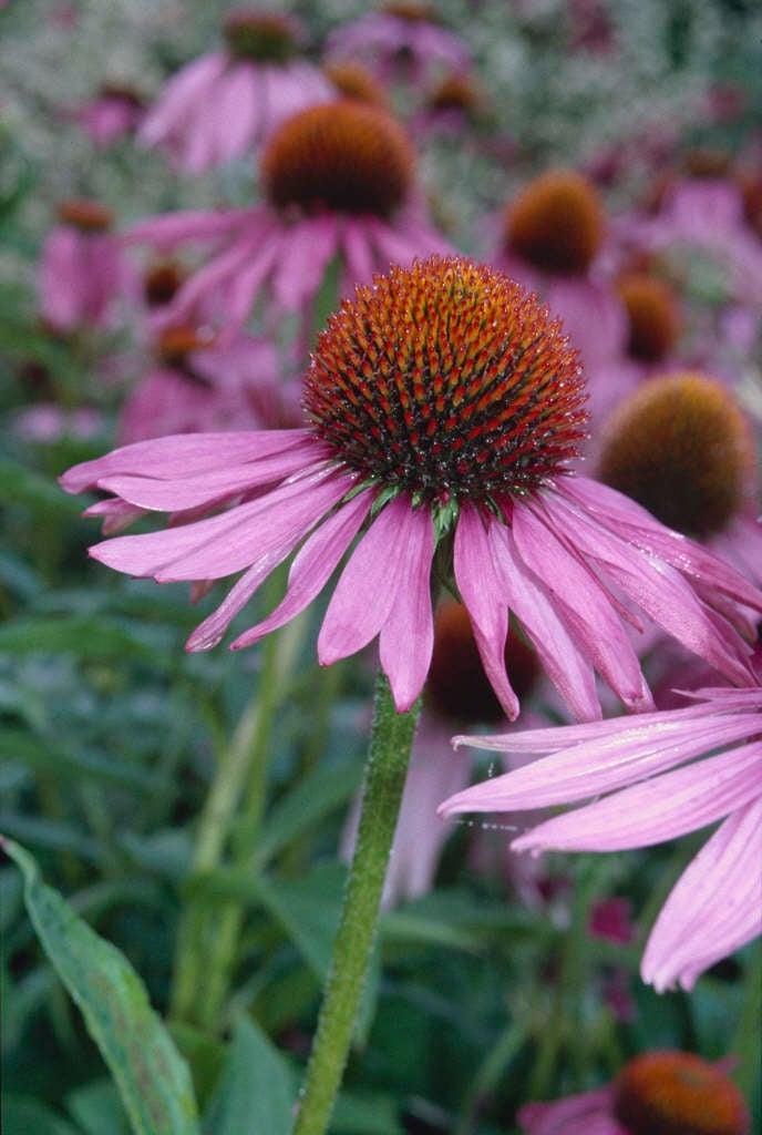 G2496 Echinacea Purpurea 'magnus' - View 35 from www redcrocus com