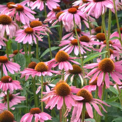 G2496 Echinacea Purpurea 'magnus' - View 3 from www redcrocus com