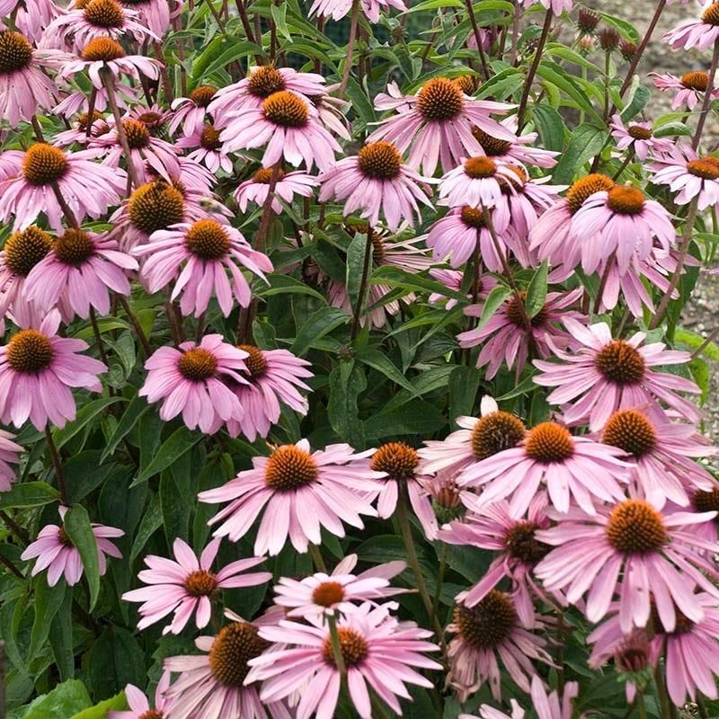 G2496 Echinacea Purpurea 'magnus' - View 4 from www redcrocus com
