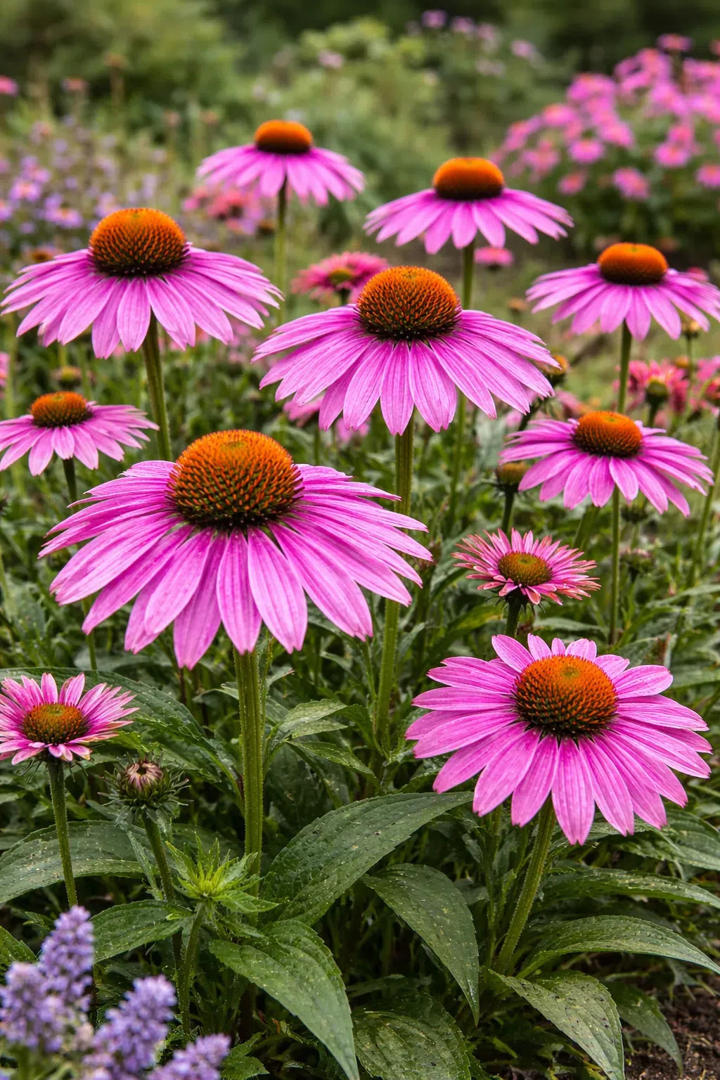 G2496 Echinacea Purpurea 'magnus' - View 5 from www redcrocus com