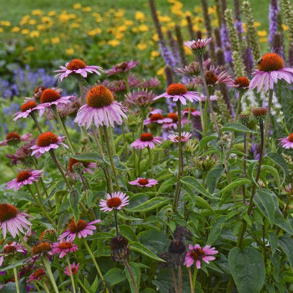 G2496 Echinacea Purpurea 'magnus' - View 6 from www redcrocus com