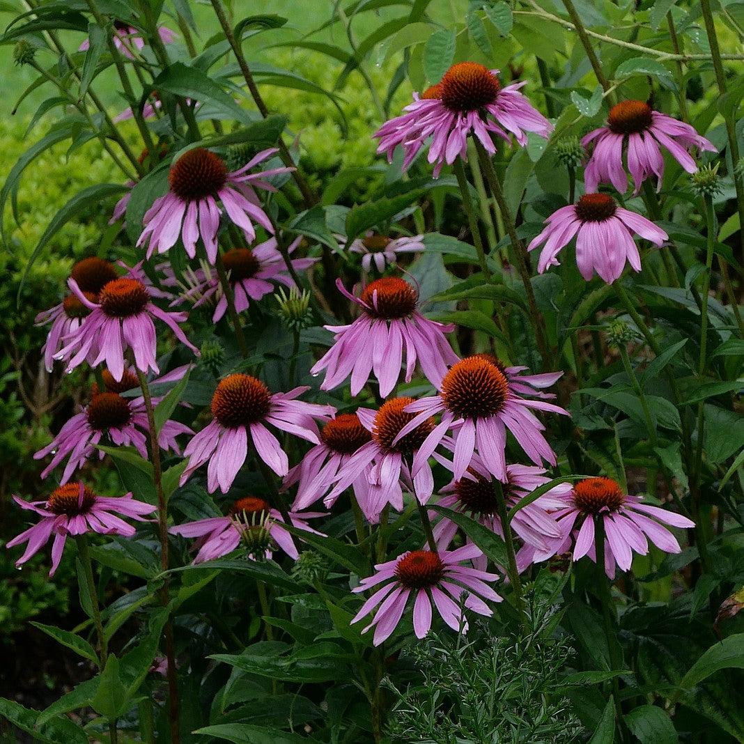 G2496 Echinacea Purpurea 'magnus' - View 7 from www redcrocus com