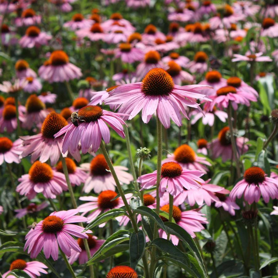 G2496 Echinacea Purpurea 'magnus' - View 8 from www redcrocus com