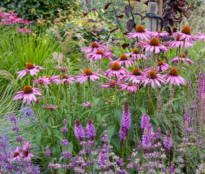 G2496 Echinacea Purpurea 'magnus' - View 9 from www redcrocus com