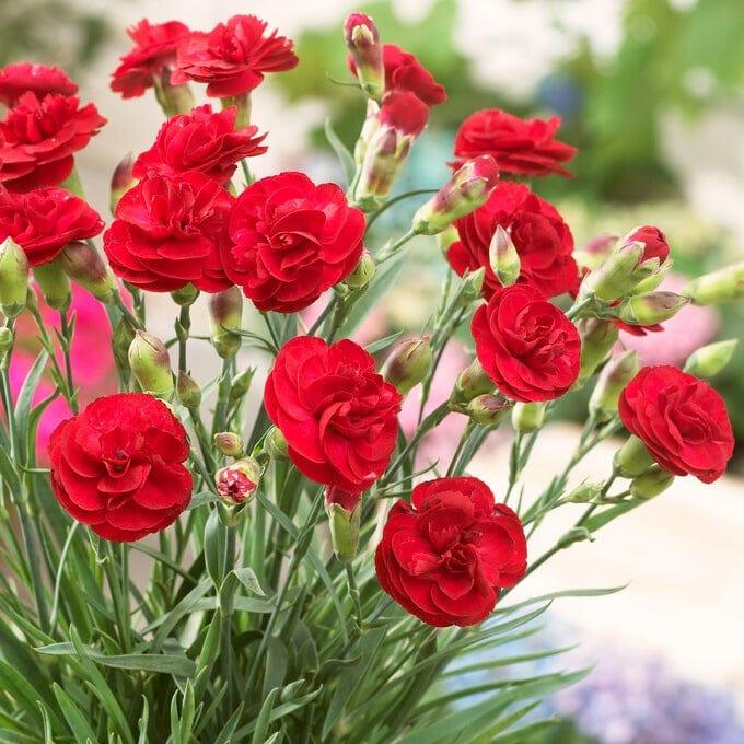 G2540 Dianthus 27scent First Passion 27 10 4f5bf4c3 51dc 427b 97c6 8ec7cea38258 from www redcrocus com