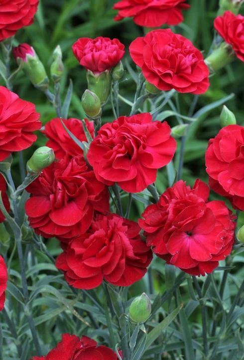 G2540 Dianthus 27scent First Passion 27 11 F774e28c 69c9 4739 97e5 Eb86579589c8 from www redcrocus com