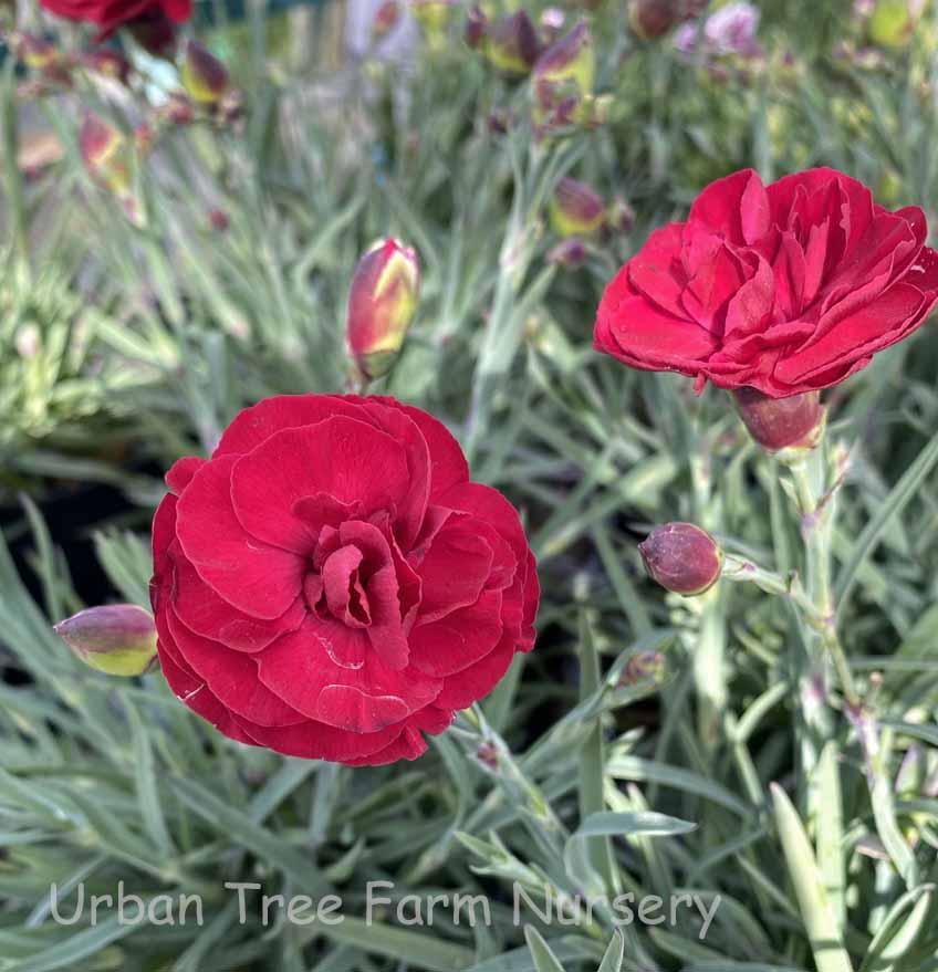 G2540 Dianthus 'scent First Passion' - View 12 from www redcrocus com