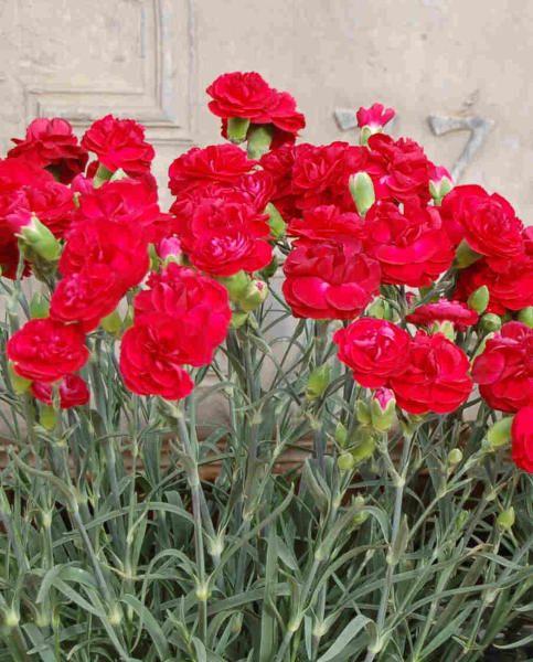G2540 Dianthus 27scent First Passion 27 13 6119b0f1 655b 4266 Abc4 637b9493ee7e from www redcrocus com