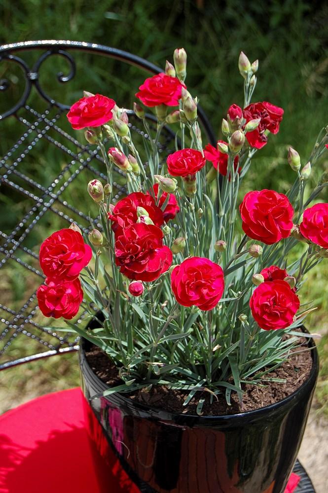 G2540 Dianthus 27scent First Passion 27 14 4ca43d5d 9475 4752 B584 002c78ad2370 from www redcrocus com