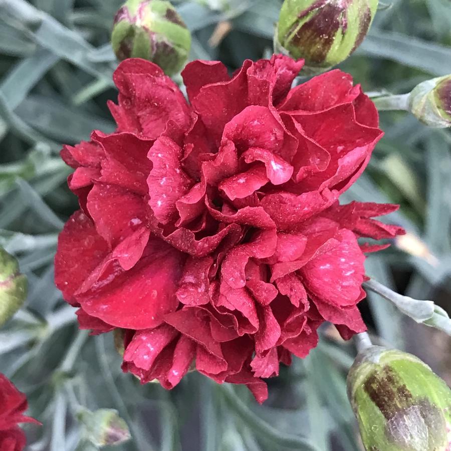 G2540 Dianthus 27scent First Passion 27 19 Ade73a2e Bae9 47e6 A466 94438380d870 from www redcrocus com