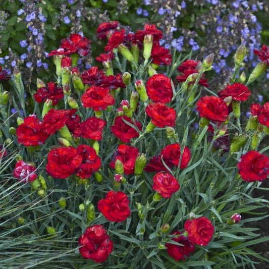 G2540 Dianthus 27scent First Passion 27 1 1a4ce1ae 2e04 40ba Ab87 E3af6c06f2a7 from www redcrocus com