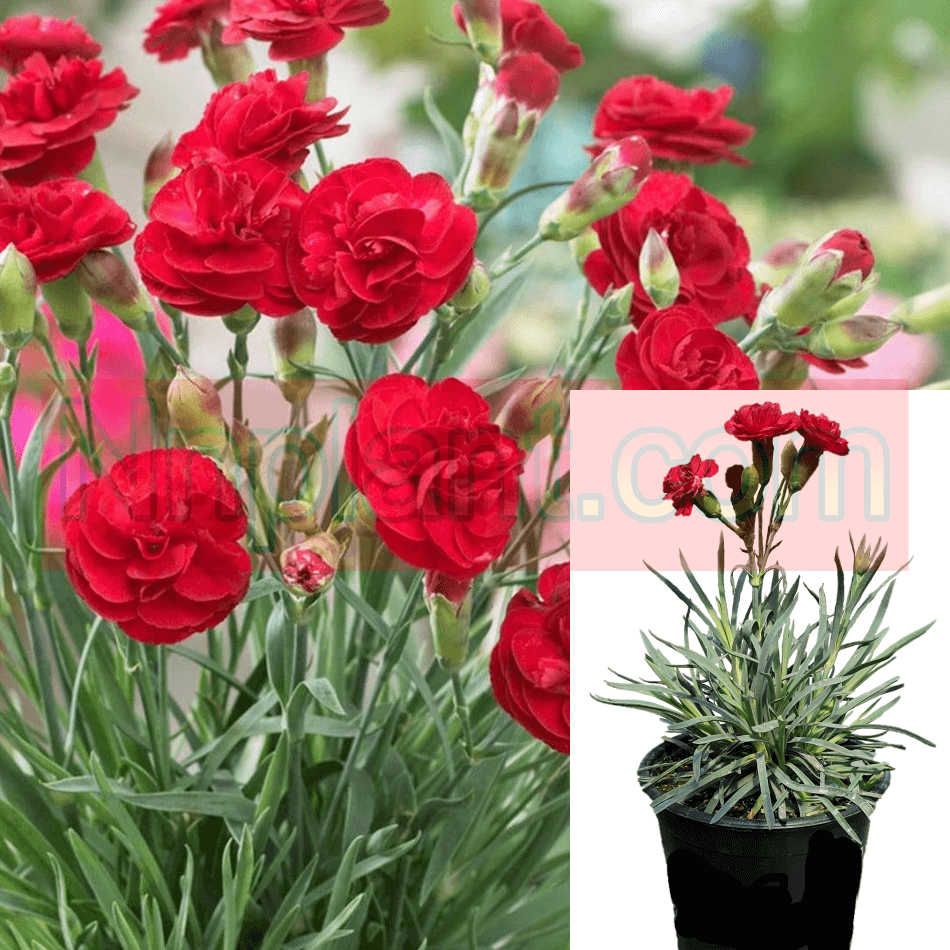 G2540 Dianthus 27scent First Passion 27 22 10370009 40a2 44f7 9fb0 8ac215c8b75b from www redcrocus com