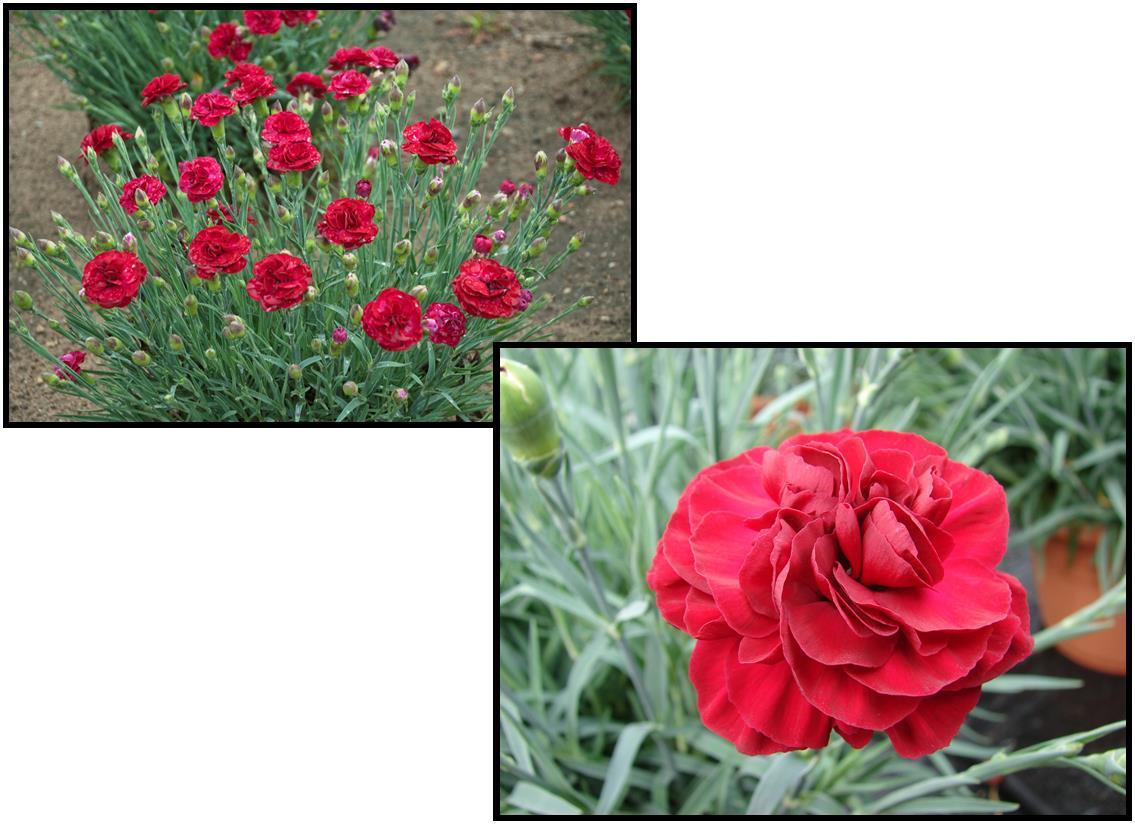 G2540 Dianthus 27scent First Passion 27 24 2bd947ff Fa77 4a0c A58a 6d3c839428f3 from www redcrocus com
