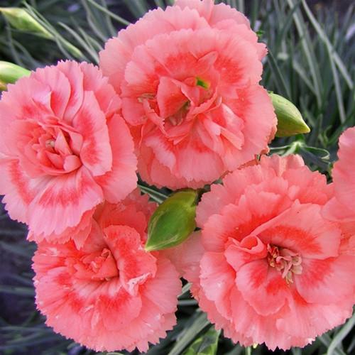 G2540 Dianthus 27scent First Passion 27 25 9e25d5b8 43c2 432b A72c 465683aa8ac4 from www redcrocus com