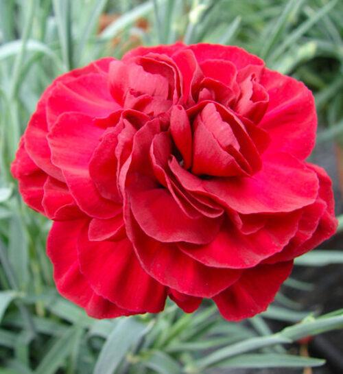 G2540 Dianthus 27scent First Passion 27 26 82f0b787 A316 40cf B0bd C476ca0fd0f7 from www redcrocus com