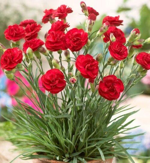 G2540 Dianthus 27scent First Passion 27 28 9f4d1f5c B3dc 44d5 8f87 F254367e914d from www redcrocus com