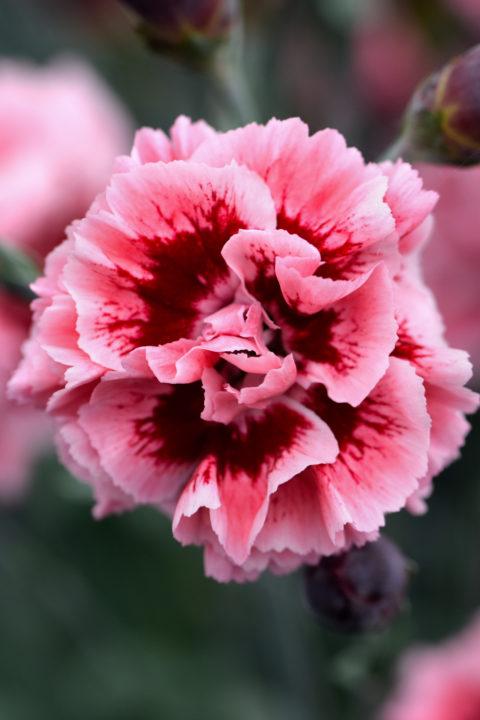 G2540 Dianthus 27scent First Passion 27 29 51550381 Fff0 44cd A746 617d78aefcbe from www redcrocus com
