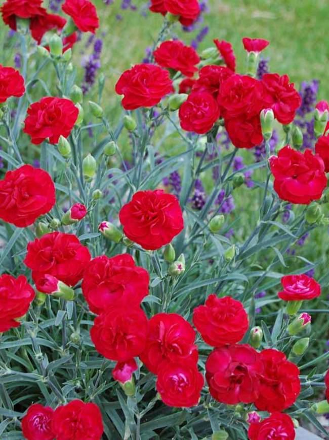 G2540 Dianthus 27scent First Passion 27 2 B92964ce 37d5 43f9 850e F9015e837aa9 from www redcrocus com