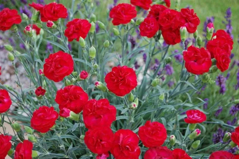 G2540 Dianthus 27scent First Passion 27 30 Daf62a52 2df0 4016 84b4 1a22145796b7 from www redcrocus com