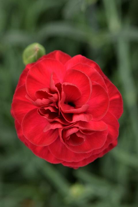 G2540 Dianthus 27scent First Passion 27 3 1f078105 3013 4fd7 Ad65 5c4e1193a9fa from www redcrocus com