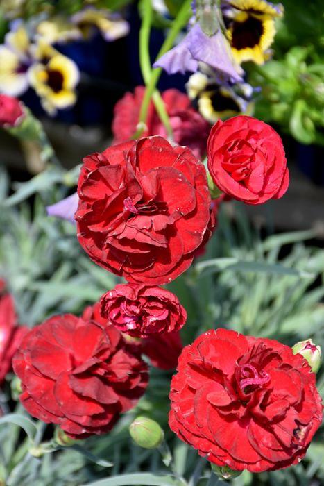 G2540 Dianthus 27scent First Passion 27 4 287843a4 F1ff 4c32 Ae55 8c08c97ab777 from www redcrocus com
