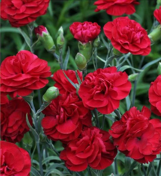 G2540 Dianthus 27scent First Passion 27 5 62948767 B06e 4020 812a 243a9f661ed1 from www redcrocus com