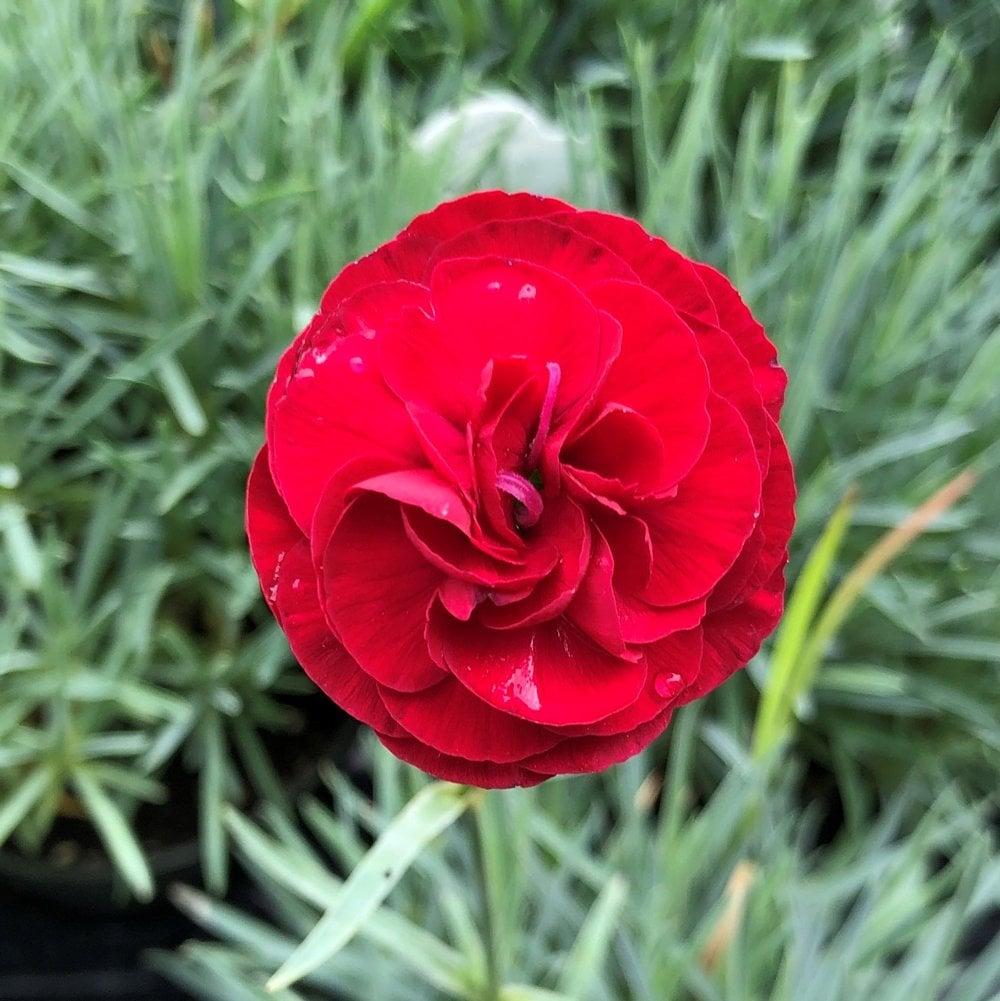 G2540 Dianthus 'scent First Passion' - View 6 from www redcrocus com
