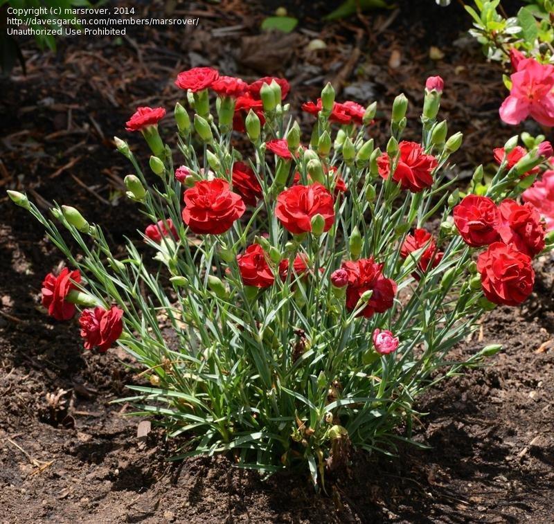 G2540 Dianthus 27scent First Passion 27 7 2bd19a33 6bf7 410f 813b A45da347894e from www redcrocus com
