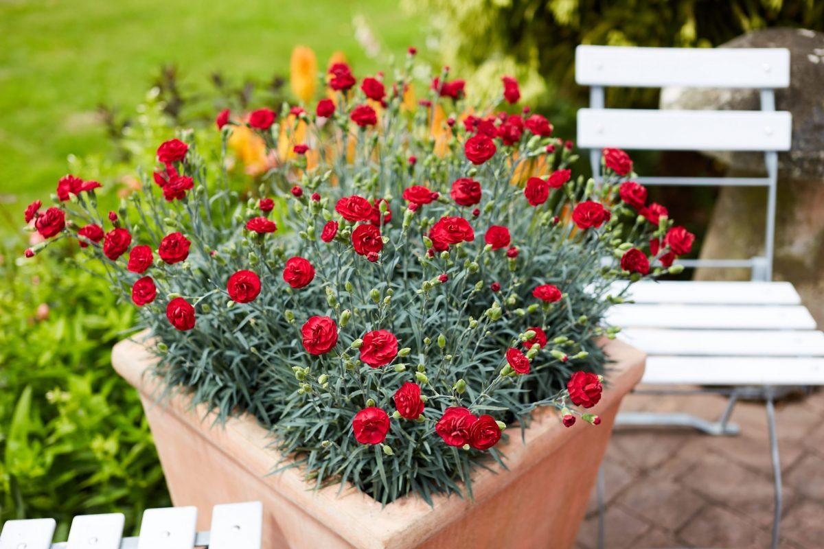 G2540 Dianthus 27scent First Passion 27 8 04c87509 450b 48fa B779 47989865886e from www redcrocus com