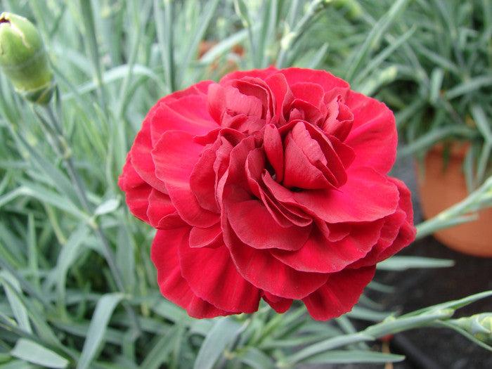 G2540 Dianthus 27scent First Passion 27 9 34ada67e 5cc1 4f32 B764 Abe3d0c28f49 from www redcrocus com